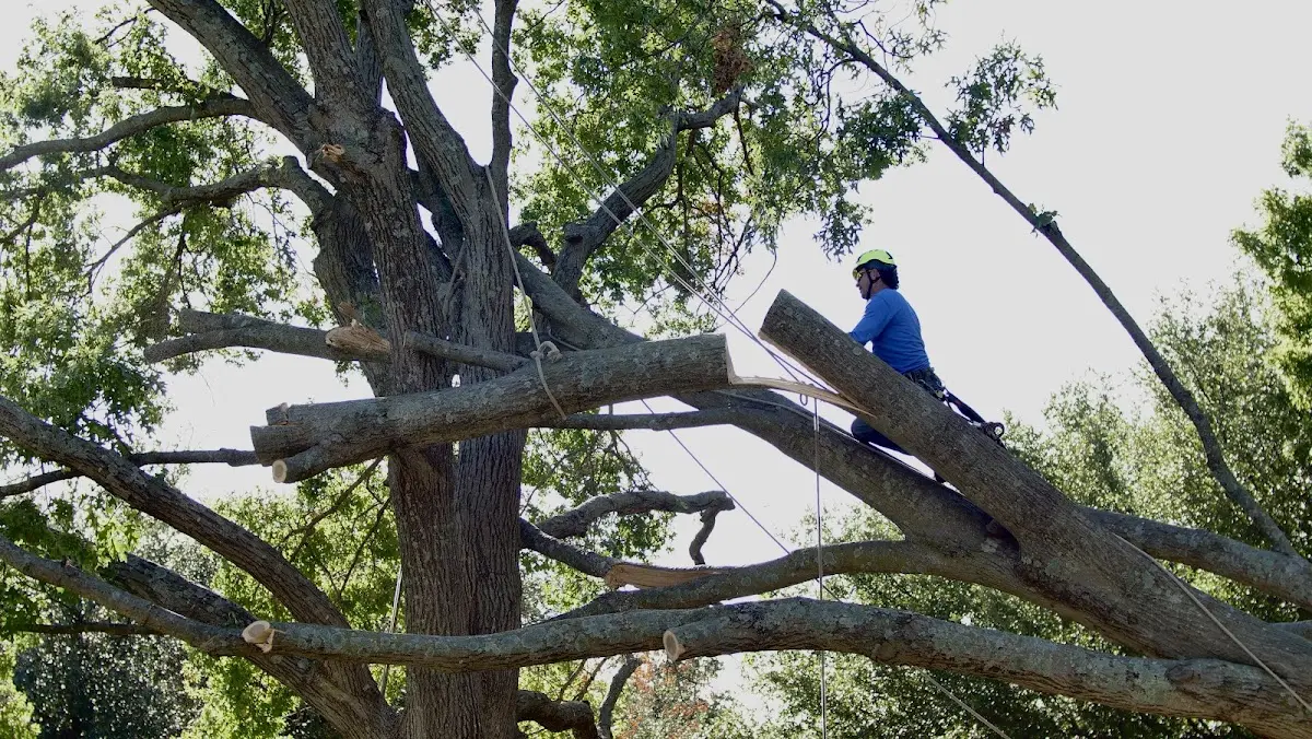 Professional Crown Thinning performed by certified arborists in De Berry