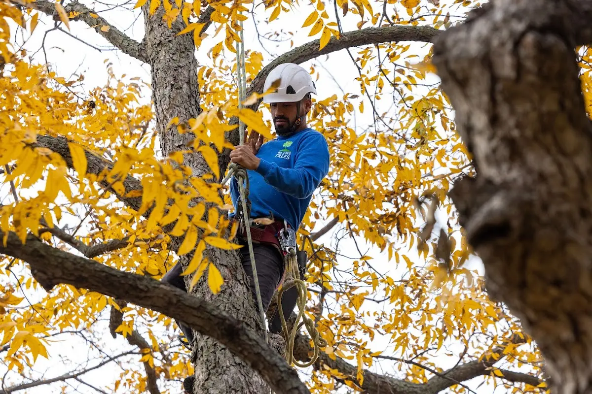 Skilled Tree Transplanting crew working in De Berry
